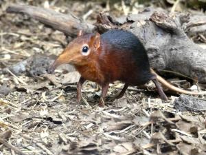 Musaraigne-éléphant de Peters  (Rhynchocyon petersi)