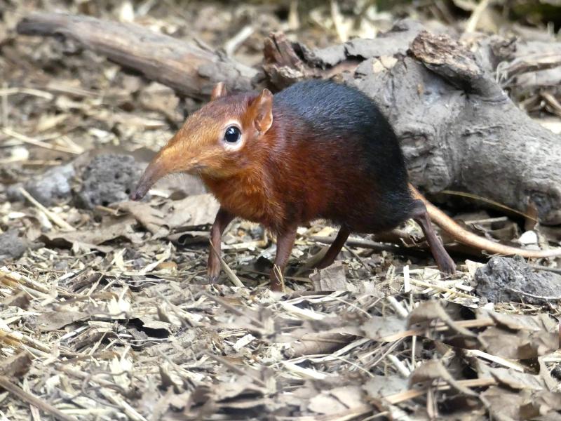 Musaraigne-éléphant de Peters  (Rhynchocyon petersi)