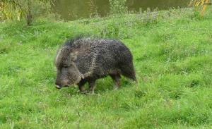 Pécari du Chaco (Catagonus wagneri)