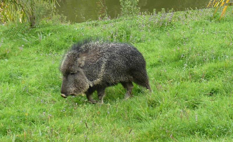 Pécari du Chaco (Catagonus wagneri)