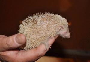 Petit Tenrec-Hérisson (Echinops telfairi)