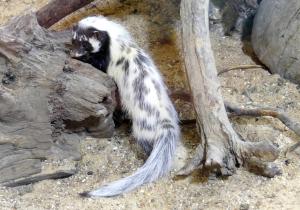 Zorille du Sahara (Hictonyx libica)