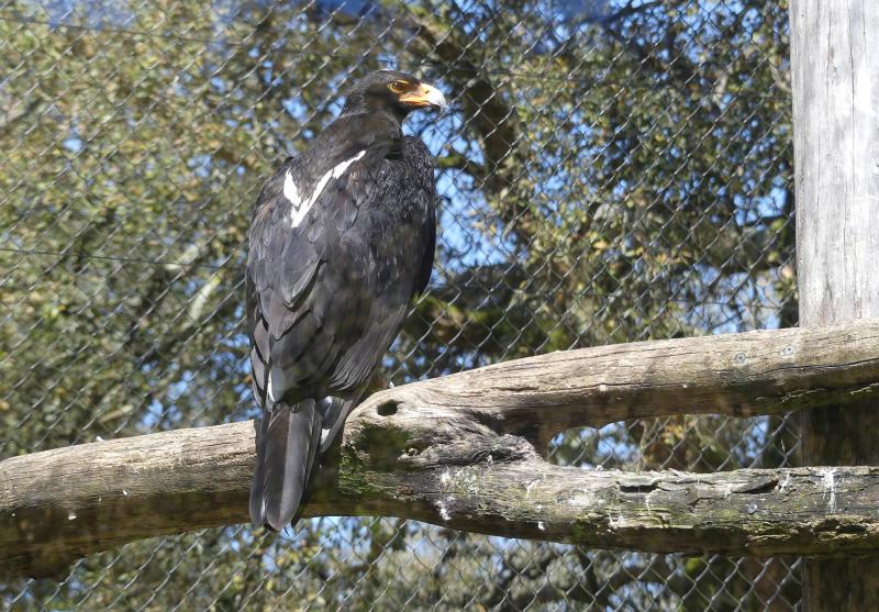 Aigle de Verreaux (Aquila verreauxii)