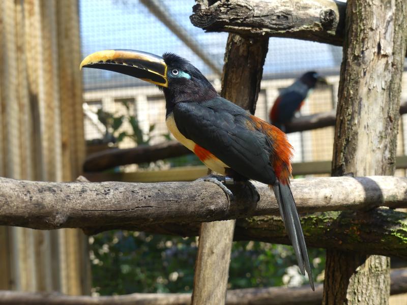 Araçari à oreillons roux (Pteroglossus castanotis)