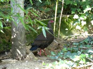 Faisan du Vietnam (Lophura edwardsi)