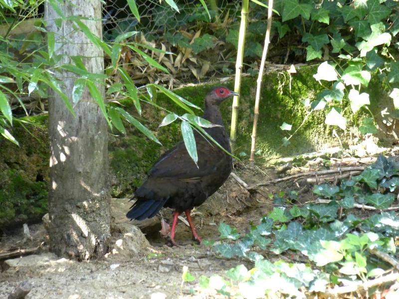 Faisan du Vietnam (Lophura edwardsi)