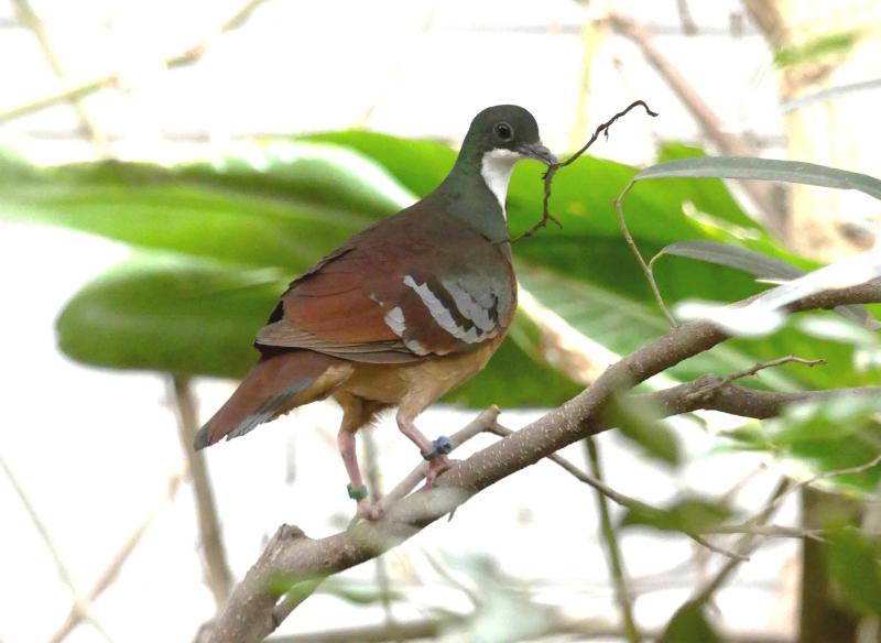Gallicolombe de Bartlett (Gallicolumba crinigera)