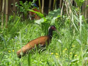 Ibis huppé (Lophotibis cristata urschi)