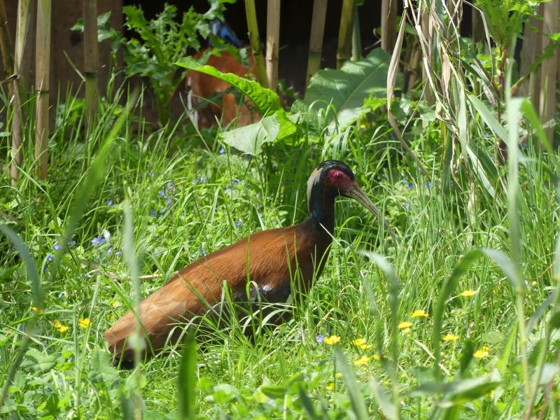 Ibis huppé (Lophotibis cristata urschi)