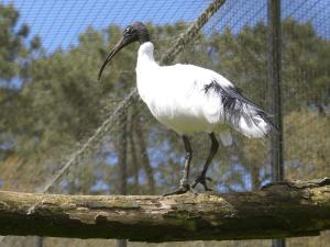 Ibis malgache - Pélécaniformes (Threskiornis bernieri)