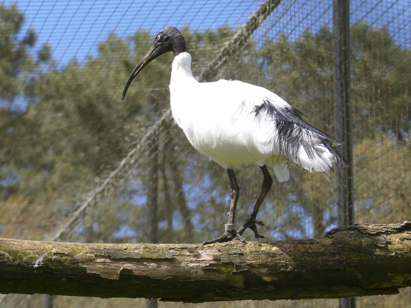 Ibis malgache (Threskiornis bernieri)