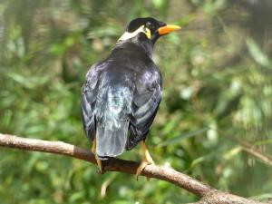 Mainate robuste ou religieux (Gracula religiosa)