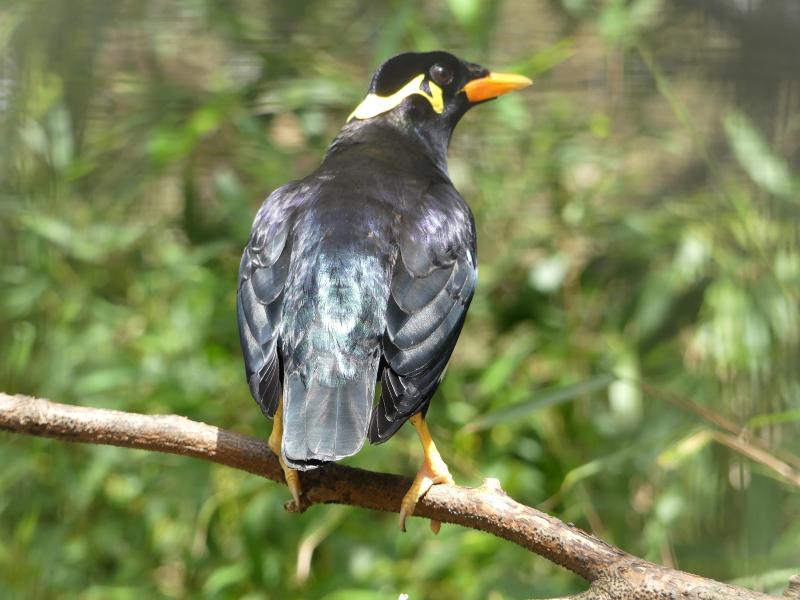 Mainate robuste ou religieux (Gracula religiosa)