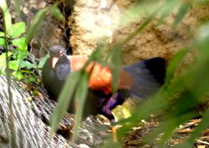 Otidiphaps noble (Otidiphaps nobilis aruensis)