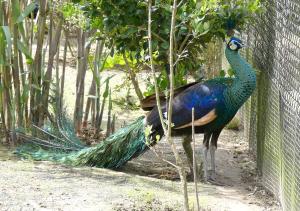 Paon spicifère (Pavo muticus)