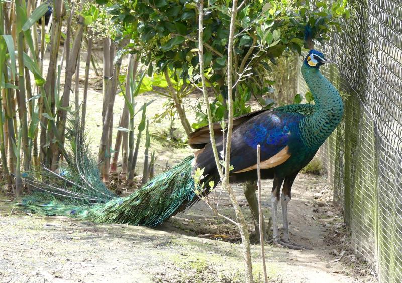 Paon spicifère (Pavo muticus)