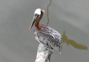 Pélican brun de l'Est (Pelecanus occidentalis carolinensis)