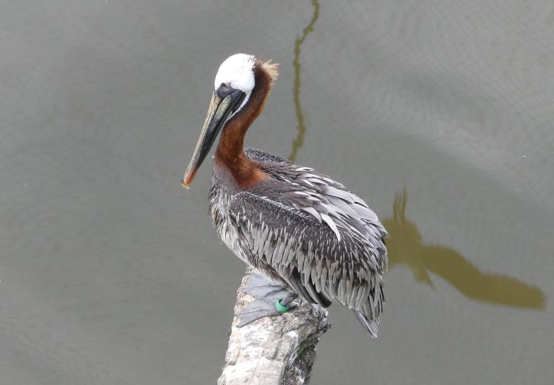 Pélican brun de l'Est (Pelecanus occidentalis carolinensis)