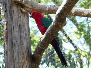 Perruche tricolore (Alisterus amboinensis)