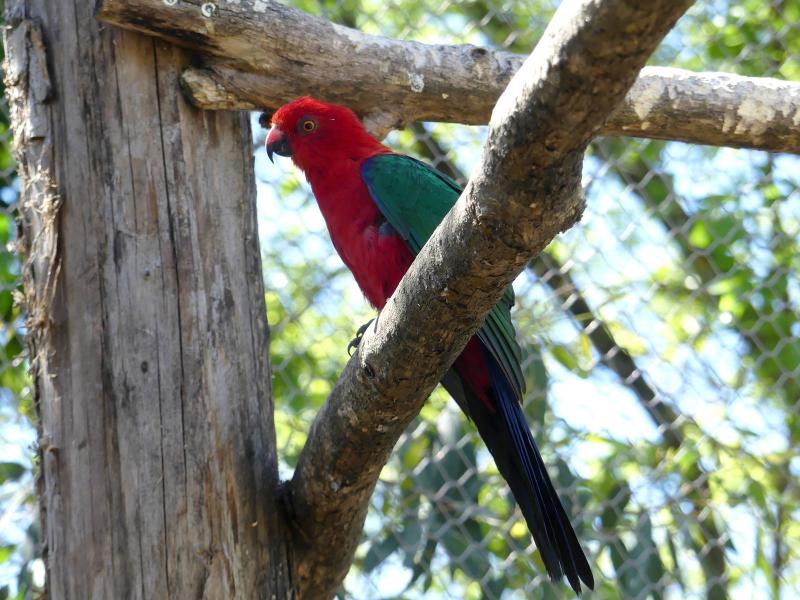 Perruche tricolore (Alisterus amboinensis)