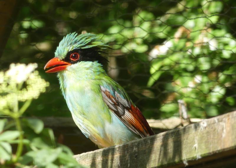 Pirolle à ventre jaune (Cissa hypoleuca concolor)