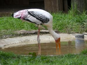 Tantale indien (Mycteria leucocephala)