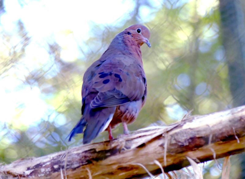Tourterelle de Socorro (Zenaida graysoni)