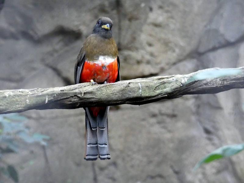 Trogon élégant (Trogon elegans)