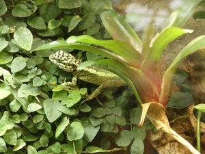 Diploderme (Diploderma splendidum)