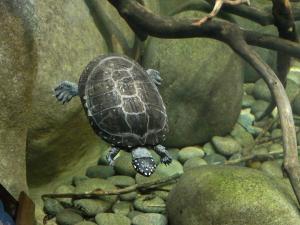 Géoclémide d'Amilton (Géoclémys hamiltonii)