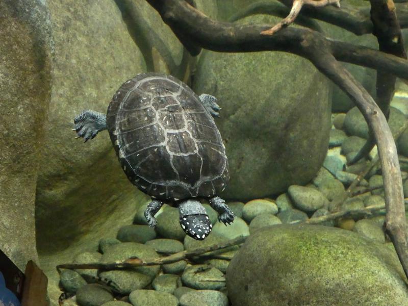 Géoclémide d'Amilton (Géoclémys hamiltonii)