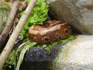 Python malais (Python brongersmai)