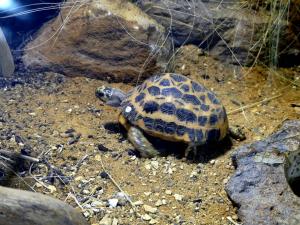 Pyxine arachnoides (Pyxis arachnoides arachnoides)