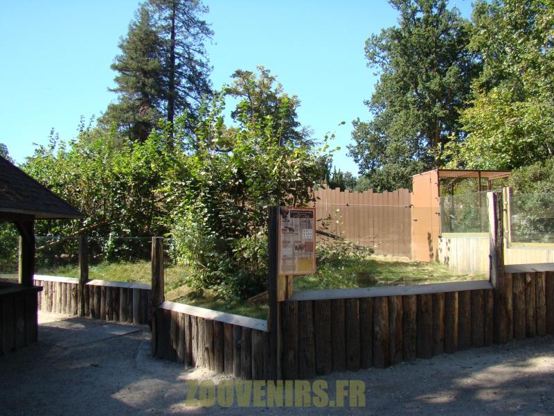 Coati à nez blanc - 2012