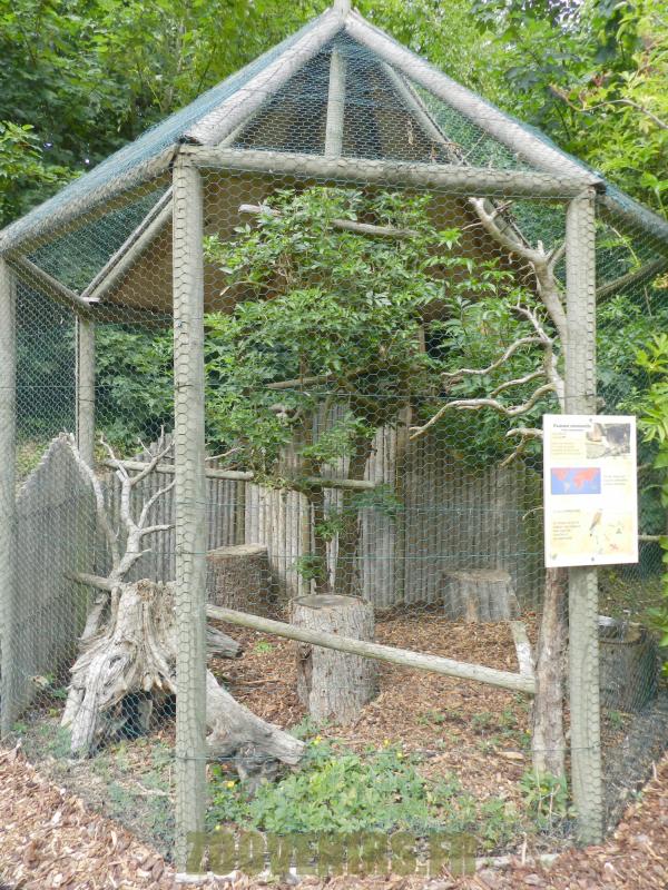 Faucon crecerelle - 2012