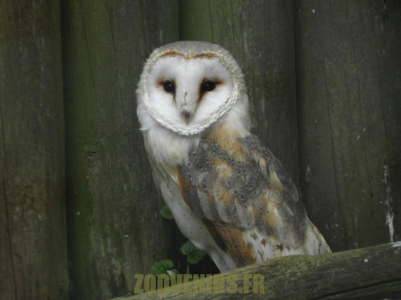 Chouette effraie - 2012