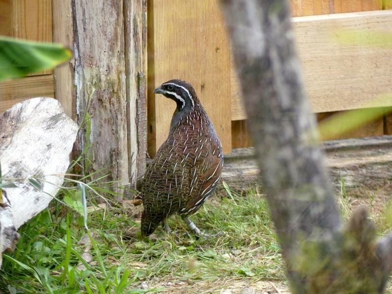 Perdrix de Madagascar - 2021