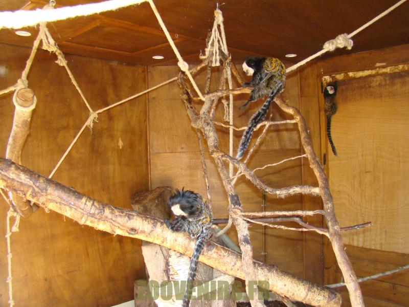 Ouistiti de Geoffroy - 2012