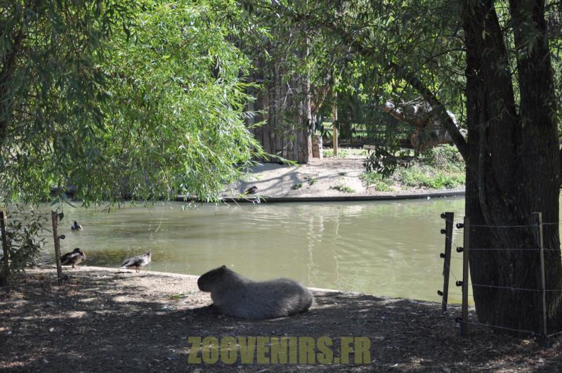 Capybara - 2012