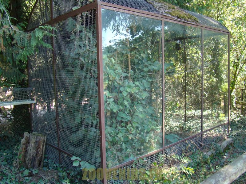 Tamarin pinché - 2012