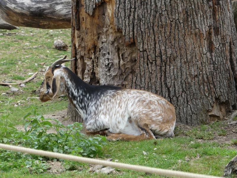 Chêvre anglo-nubiène - 2021