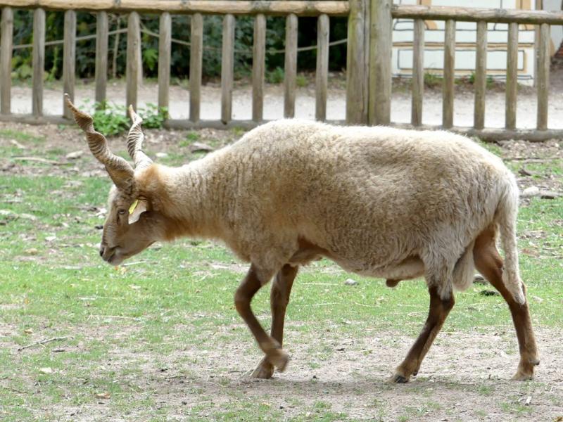 Mouton de valichie - 2021