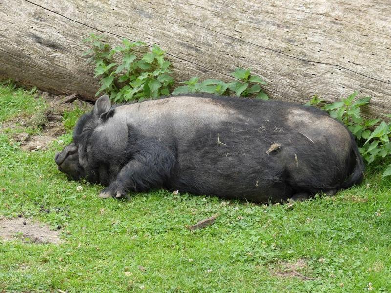 Porc du Vietnam - 2021