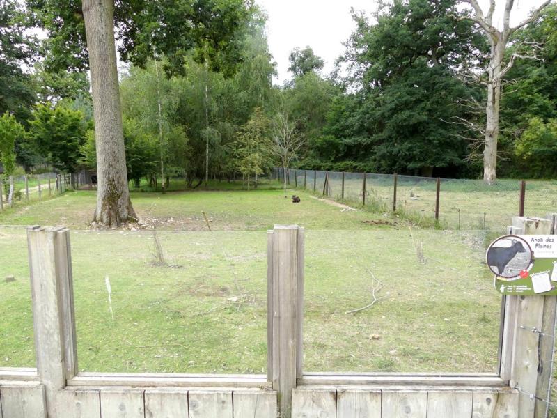 Anoa des plaines - 2021