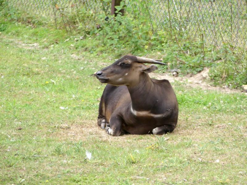 Anoa des plaines - 2021