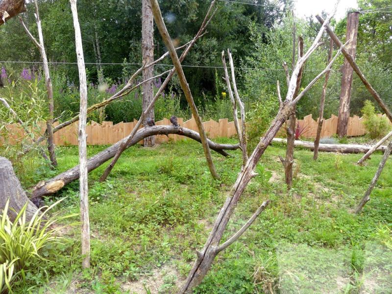 Pigeon de Madagasca - 2021