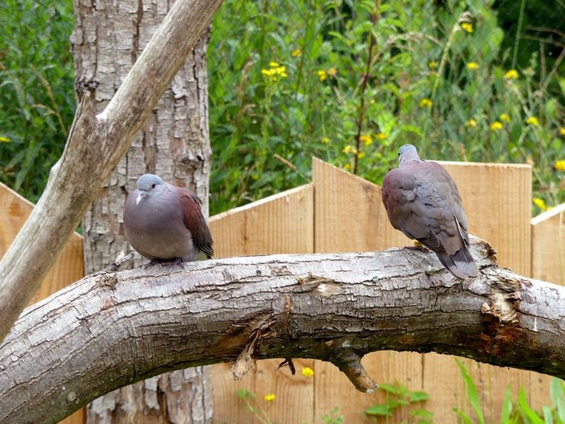 Pigeon de Madagascar - 2021