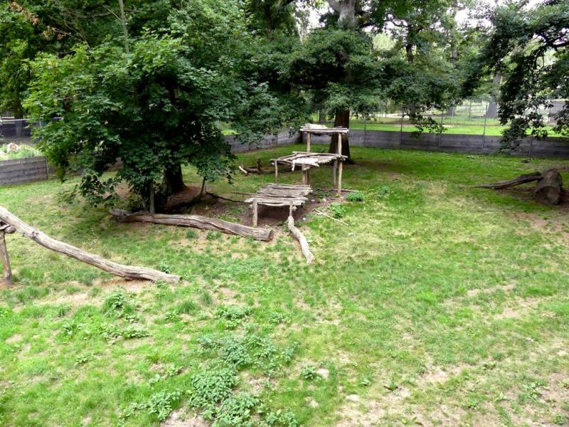 Panthère des neiges - 2021