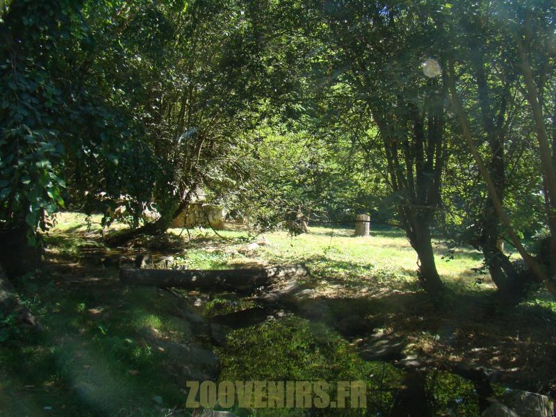 Panthère de Chine - 2012