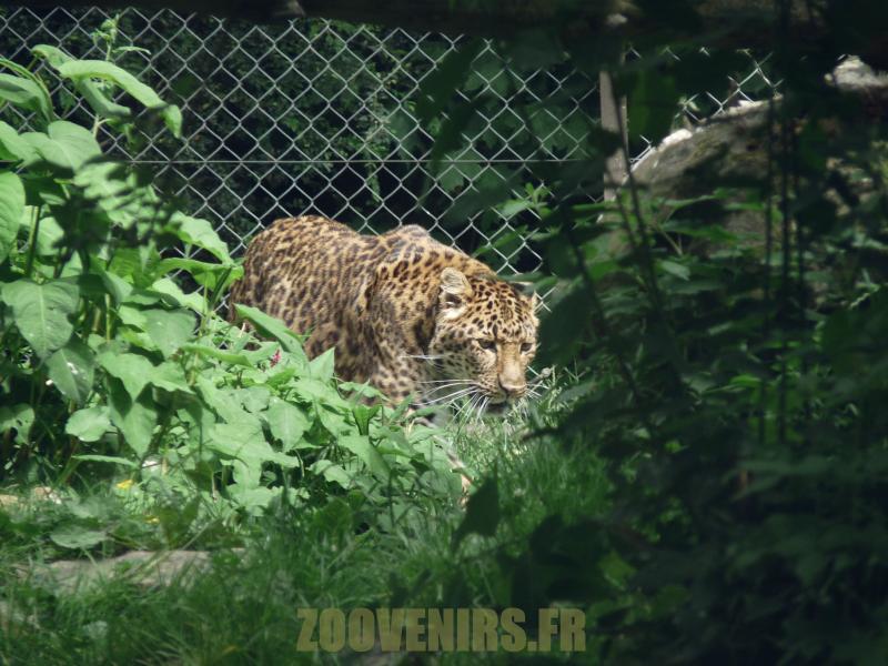 Panthère de Chine - 2012